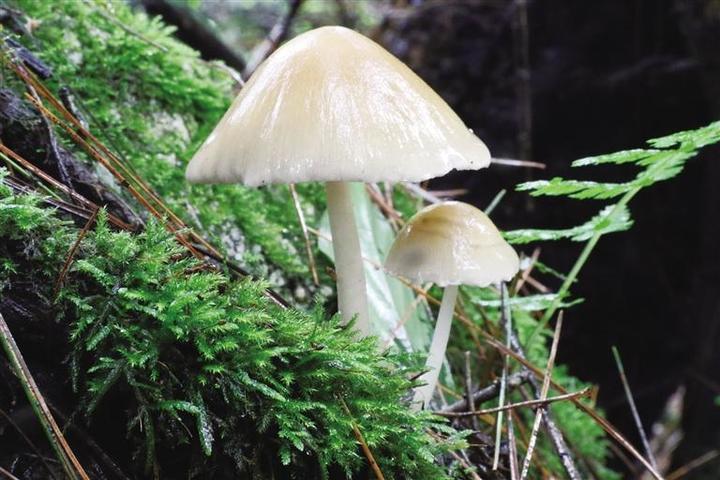 科研團(tuán)隊解鎖青藏高原大型真菌新密碼