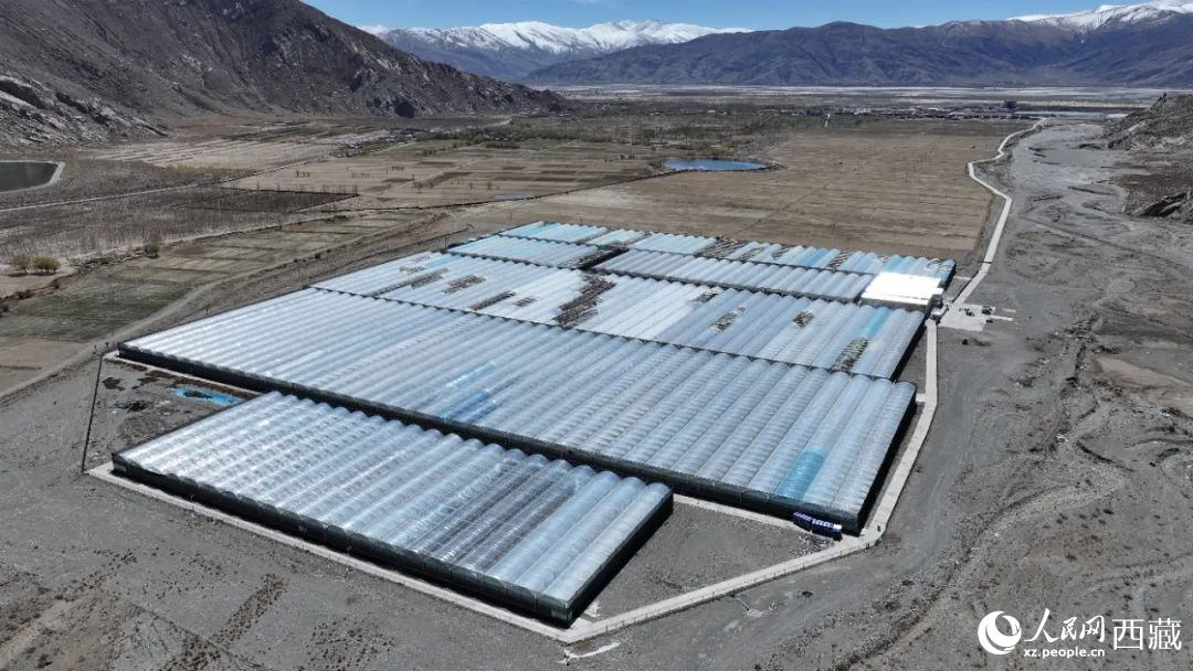 戈壁田園全景。次仁龍布攝