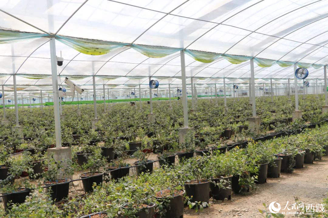 戈壁田園藍(lán)莓工業(yè)化種植基地。次仁龍布攝