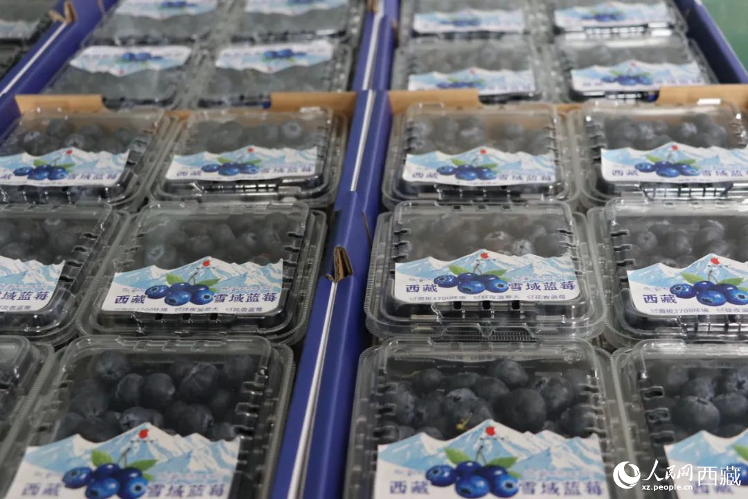 包裝好的藍(lán)莓。次仁龍布攝