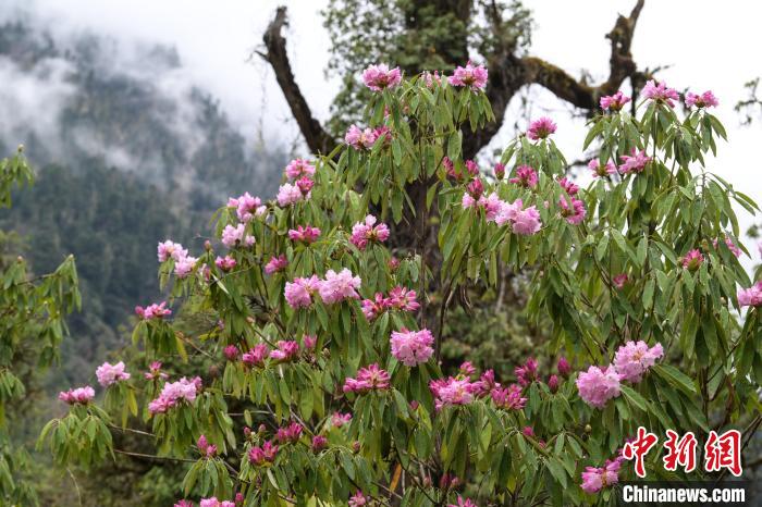 西藏波密:野生杜鵑盛放繪就春日盛景