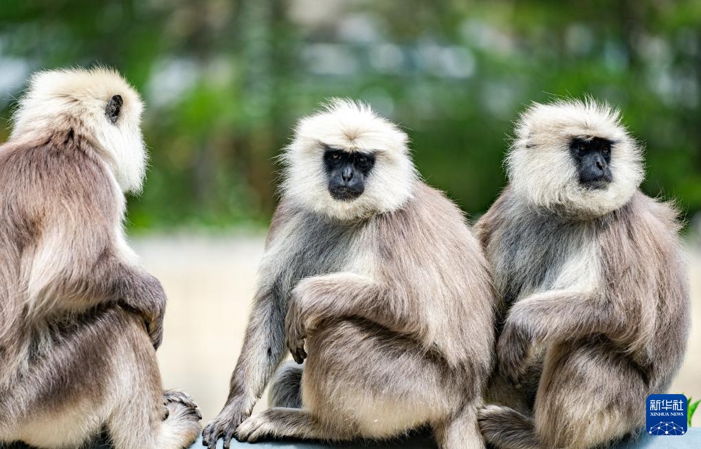 西藏亞?wèn)|：長(zhǎng)尾葉猴下山“會(huì)客”