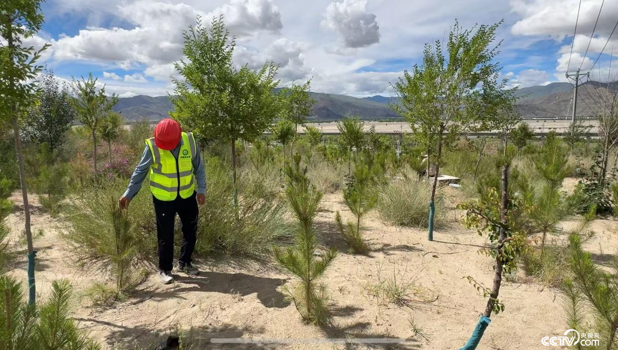 金輝在巡護(hù)樹苗 (攝影 李婷婷)