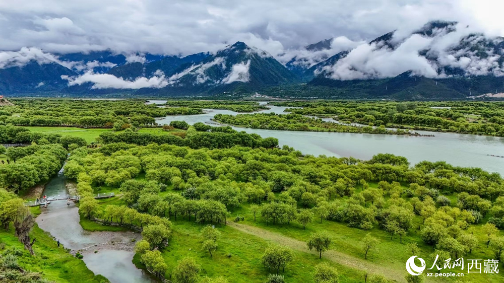 鳥瞰盛夏季節(jié)的雅尼濕地風(fēng)光。人民網(wǎng)記者 次仁羅布攝