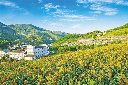 【理上網(wǎng)來(lái)o輝煌十九大】鄉(xiāng)村振興戰(zhàn)略：更綜合、全面、系統(tǒng)的發(fā)展戰(zhàn)略