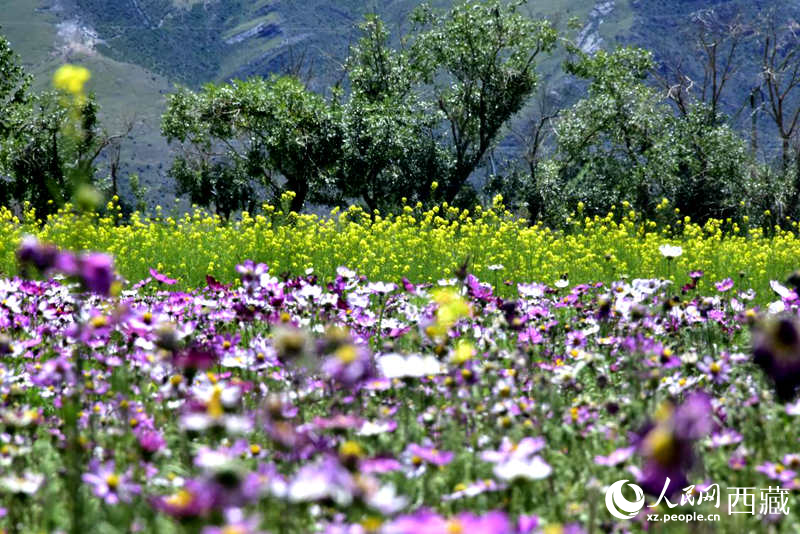 油菜花與格?；ㄏ嘤吵扇?。人民網(wǎng) 李海霞攝