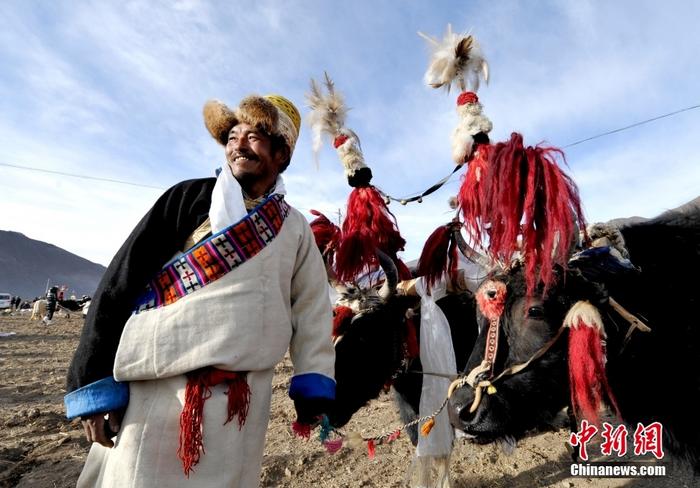資料圖為2013年3月16日，拉薩市堆龍德慶區(qū)德慶村的農(nóng)民牽著牦牛參加春耕儀式，按照傳統(tǒng)方式由牦牛開第一犁。 <a target='_blank' href='/'><p  align=