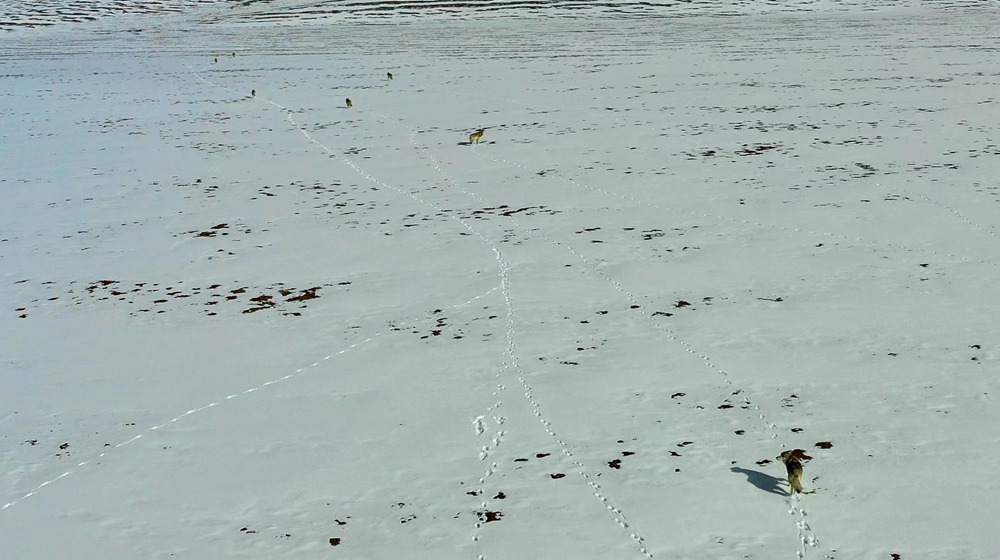 天地一色，狼群在雪地里不斷地向前奔跑。