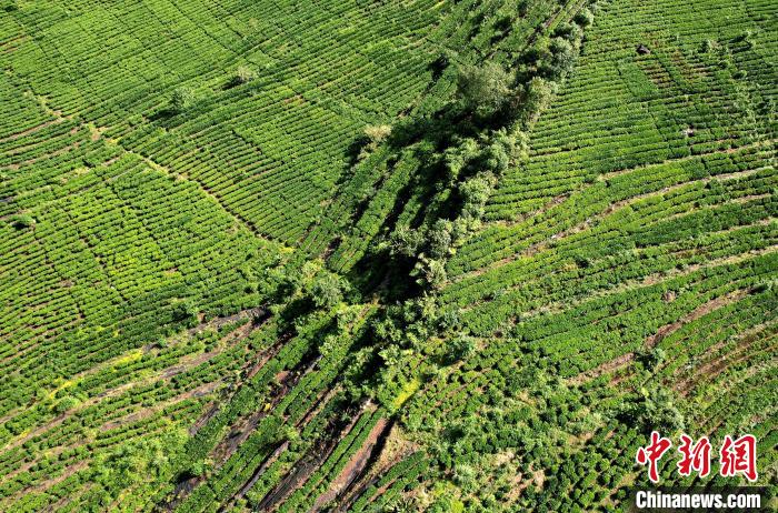 圖為西藏林芝市墨脫縣果果塘大拐彎附近的茶田。(無(wú)人機(jī)照片) 李林 攝