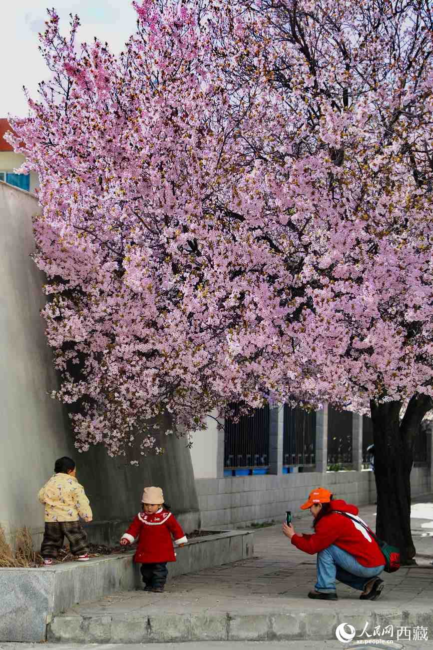 桃林下，拉薩市民游客樂享春光。人民網(wǎng)記者 次仁羅布攝