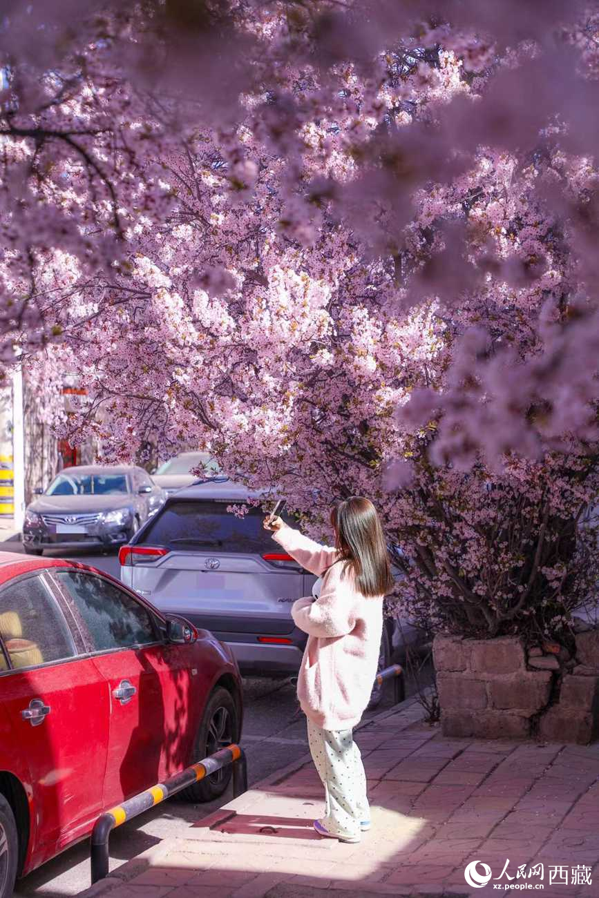 桃林下，拉薩市民游客樂享春光。人民網(wǎng)記者 次仁羅布攝