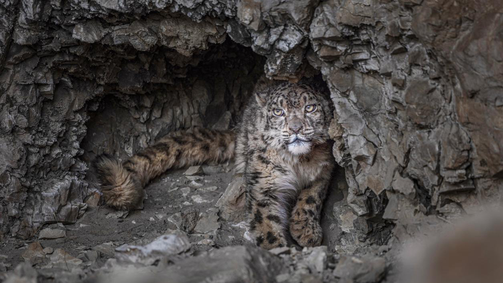 “高原精靈”雪豹。尼瑪多吉攝