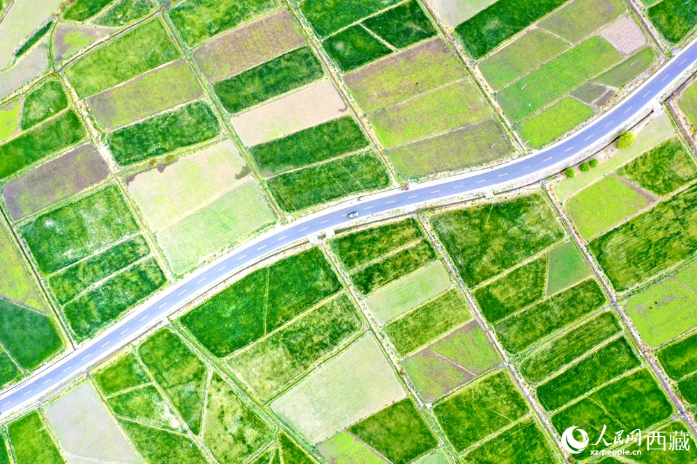 無人機視角下的西藏山南市瓊結(jié)農(nóng)田。人民網(wǎng)記者 次仁羅布攝