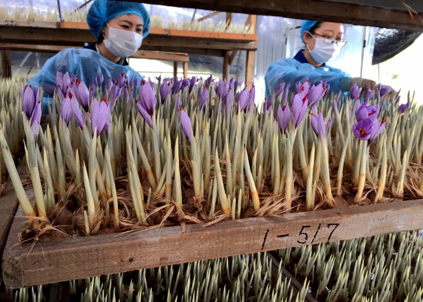 林芝天旺農(nóng)牧產(chǎn)品有限公司藏紅花種植基地工作人員采摘藏紅花。趙新民攝