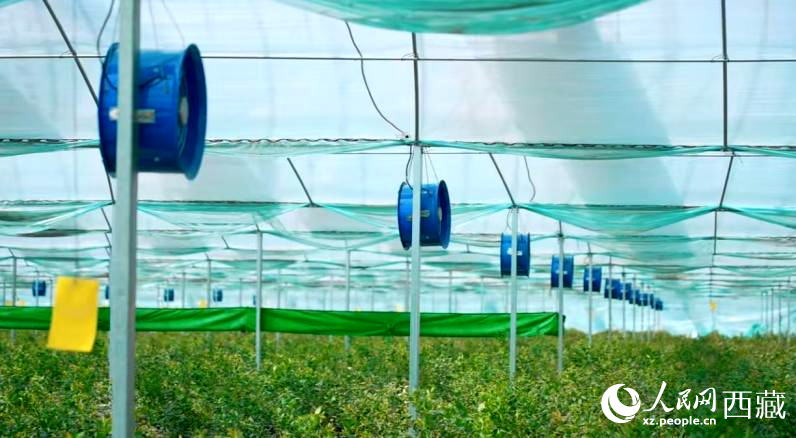 藍(lán)莓種植的智能溫室場景。羅雨欣攝